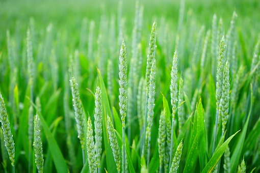 “Modern sustainable agriculture field with advanced farming technology, representing innovation, eco-friendly farming, and a greener future in agriculture.”