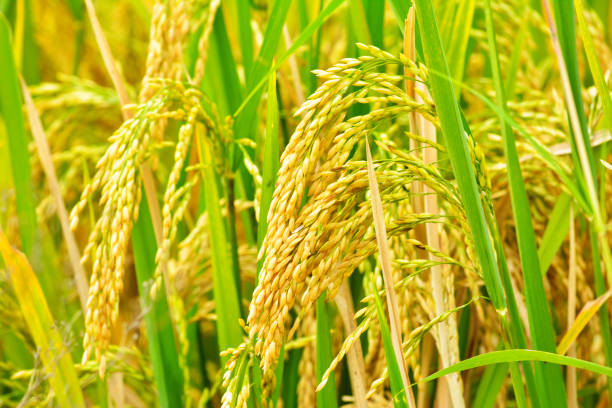 Paddy field closeup