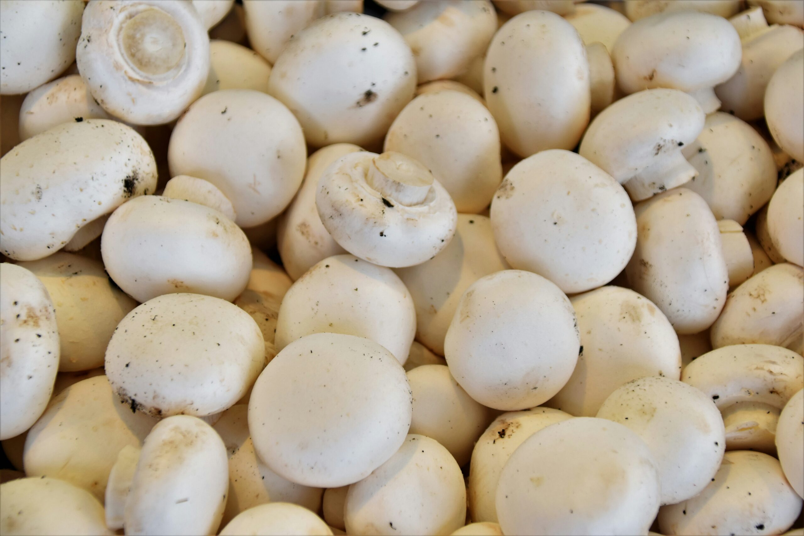 Fresh edible mushrooms growing naturally in a cultivated farming environment